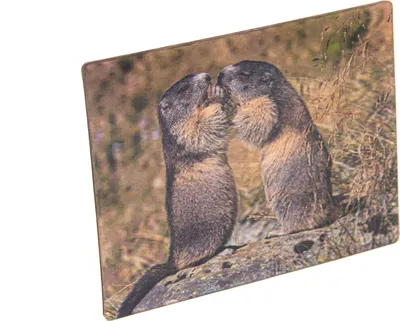 Produktbild von 3D Magnet mit Murmeltier-Motiv, 9 x 7 cm