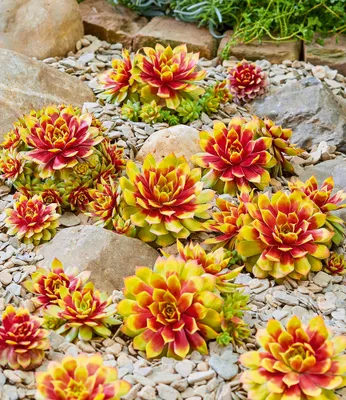 Produktbild von BALDUR Garten 1x Sempervivum 'Gold Nugget®' im XL-Topf, im 12 cm-Topf, immergrüne & winterharte Pflanze, pflegeleicht, trockenheitsverträglich, farbintensive Staude, Blickfang im Beet & Kübel