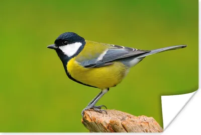 Produktbild von MuchoWow® Poster Vogel - Kohlmeise - Tiere - Grün 180x120 cm - Fotoplakat