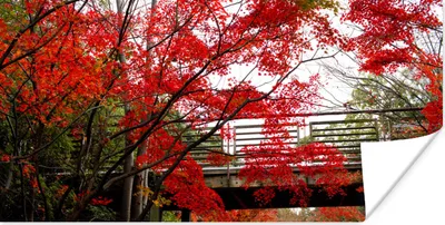 Produktbild von MuchoWow® Poster Brücke durch einen Park mit japanischen Ahornbäumen 160x80 cm - Foto Poster