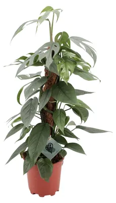 Productafbeelding van Epipremnum Pinnatum Cebu Blue - 50-60cm - Ø17cm - Kamerplant - Groenblijvend