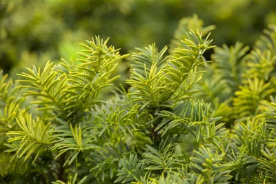 Produktbild von Taxus baccata 'Summergold', Eibe, goldgelb, 25–30 cm