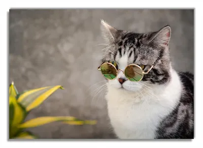 Produktbild von Wallario Premium Glasbild, freischwebende Optik, kräftige Farben, Größe 100 x 70 cm Motiv Katze mit Stil