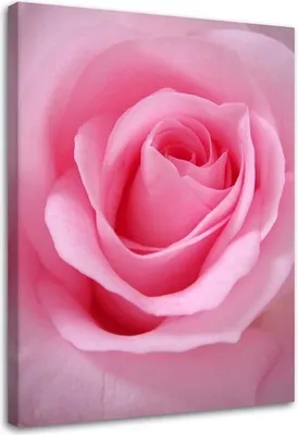 Produktbild von Leinwandbild rosa rosenblätter blume 70x100 cm Feeby rosa wandbild bereit zum aufhängen