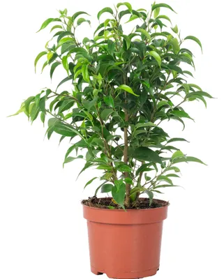 Produktbild von Birkenfeige 'Natasja' verzweigt - pflegeleichte Zimmerpflanze, Ficus benjamini - Höhe ca. 30 cm, Topf-Ø 12 cm