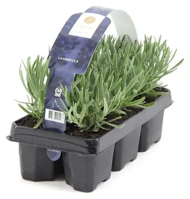 Immagine prodotto di 12 piante Lavandula angustifolia perenne