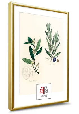 A framed botanical illustration of plants and fruit, with a logo overlay at the bottom.