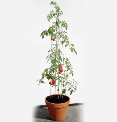 Produktbild von Bellissa Tomatenturm 120cm 120 cm hoch