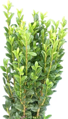 Obrázok produktu pre Japonský säulenilex - Ilex Fastigiata - 30 - 40 cm