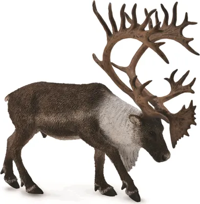 Produktbild von Renifer Woodland Caribou