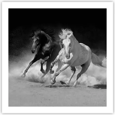 Produktbild von Poster - Poster ohne Rahmen - Andalusier Pferde Galopp - 60x60 cm - Wand Bild - Wanddeko - Wandbilder - Kunstposter - Wandposter - Bilder - Kunstdruck - Wanddekoration - Wandbild - P2XAC60x60-4240