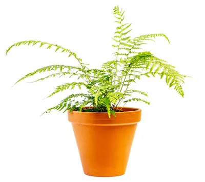 Obrázek produktu pro Gardners Dicksonia Antarctica, průměr 12 cm