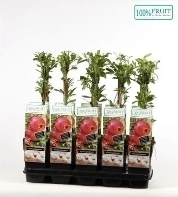 Produktbild von Punica granatum - Granatapfel | 25 cm im topf