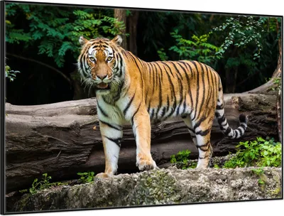 Produktbild von Wallario Wandbild Blick des Tigers, Größe: 61 x 91,50 cm, Poster mit schwarzem Aluminiumrahmen