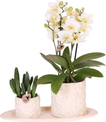 Obrázek produktu pro Malá sada orchidejí a sukulentů s keramickými květináči
