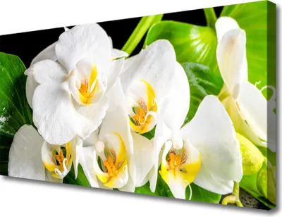 Produktbild von Tulup Leinwand-Bilder 100x50 Wandbild Canvas Kunstdruck Blumen Blätter Pflanzen