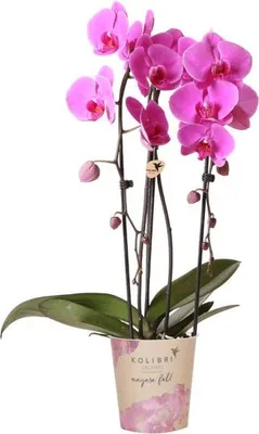 Produktbild von Rosa Phalaenopsis Orchidee - Niagara Fall - Ø12cm Höhe55-60cm - Blühende