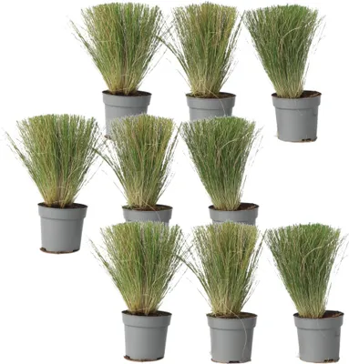 Image de Herbe aux plumes - Set de 9 - Stipa tenuifolia 'Pony Tails' - H20-30cm - ⌀9cm