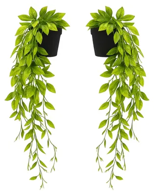 Image de Omgoods - Lot de 2 plantes Nephtys, idéales pour l'intérieur et l'extérieur