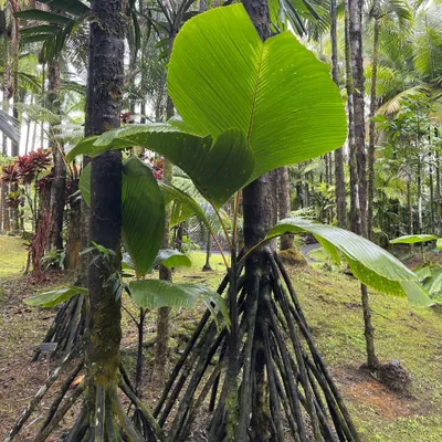 Produktbild von Stelzenpalme (Verschaffeltia splendida) - 1 gekeimter Samen