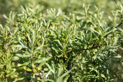 Produktbild von Sanddorn Sirola 60-100 cm, im Topf - Hippophae rhamnoides
