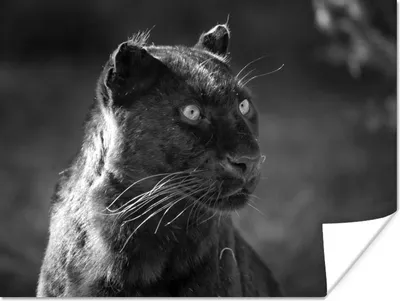 Produktbild von MuchoWow® Poster Nahaufnahme schwarzer Panther - schwarz und weiß 120x90 cm - Wandbild