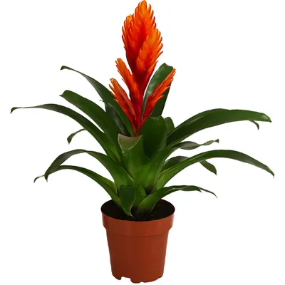 Produktbild von Dehner Vriesea Intenso Orange, Bromelia cultivars, rosettenförmiger Wuchs, orange-farbene Blüte, ca. 45 cm inkl. Pflanztopf, Ø Topf 12 cm, Zimmerpflanze
