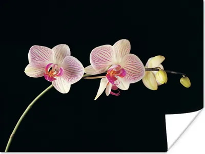 Produktbild von MuchoWow® Poster Orchidee - Blumen - Schwarz - Rosa - Knöpfe 80x60 cm - Kunst für zu Hause