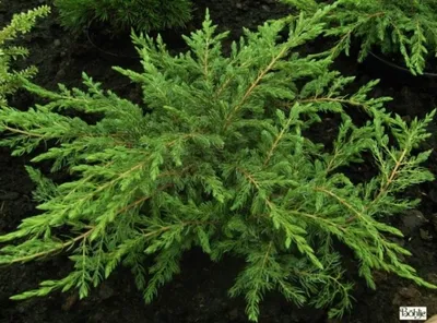 Produktbild von Juniperus communis Repanda - grüner Kriechwacholder - 20-30