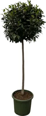 Produktbild von Łodyga Laurus nobulis - 200 cm - Ø45 cm