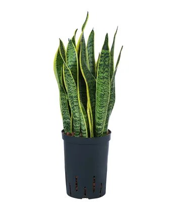 Produktbild von Dehner Bogenhanf in Hydrokultur, Sansevieria trifasciata var. laurentii, ca. 40 cm, Ø 15 cm, Zimmerpflanze