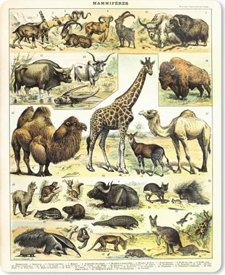 Produktbild von MuchoWow® Mauspad Mousepad Tiere - Giraffe - Kamel 30x40 cm - Mousepads - Maus Mat - Pad - Mausunterlage - Mausmatten