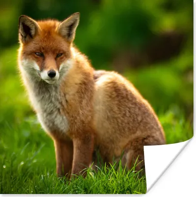 Produktbild von MuchoWow® Poster Fuchs - Licht - Gras 75x75 cm - Wand Dekoration