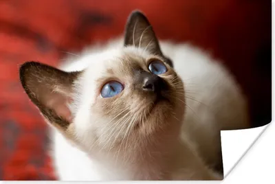 Produktbild von MuchoWow® Poster Junge Siamkatze schaut auf 60x40 cm - Schlafzimmerdekoration