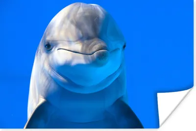 Produktbild von MuchoWow® Poster Delfin in einem Aquarium 180x120 cm - Fotoplakat