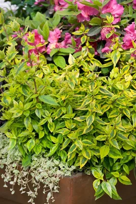 Zdjęcie produktu dla Abelia 'Kaleidoscope'®, żółto-zielona pstrokata, 20-30 cm