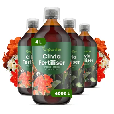 Obrázok produktu pre Clivia, tekuté hnojivo, 4 x 1 liter – vzťah živín NPK: 3-4-3 – pre kvitnúce rastliny – pre zdravé listy a bohaté kvitnutie – podporuje rast koreňov a vitalitu – organické