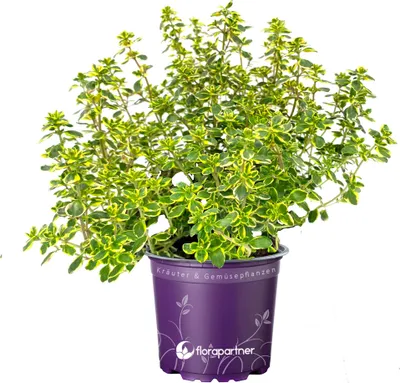 Produktbild von Zitronen Thymian   Thymus citriodorus