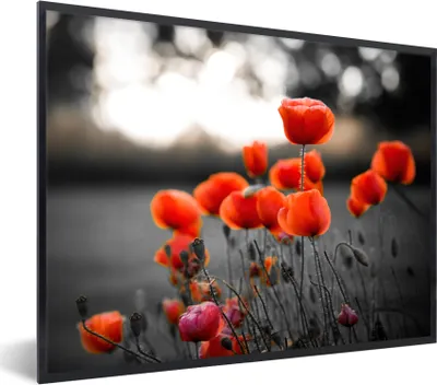 Produktbild von MuchoWow® Gerahmtes Poster Rote Mohnblumen vor schwarzem und weißem Hintergrund 80x60 cm - Poster mit Schwarzem Bilderrahmen Wandposter Rahmen Foto Bilder - Schwarzem - Mit Gestell
