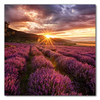Produktbild von Wallario selbstklebende Möbelfolie/ Tischdecke für Innen und Außen, Größe: 90 x 90 cm - Lavendelfeld bei Sonnenuntergang - Sonnenstrahlen