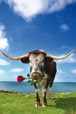 Image de Vaches - Longhorn avec rose Animals - Impression de poster - Taille cm