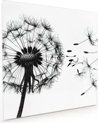 Produktbild von Küchenrückwand Spritzschutz Glas mit Motiv Pusteblume 40 x 40 cm