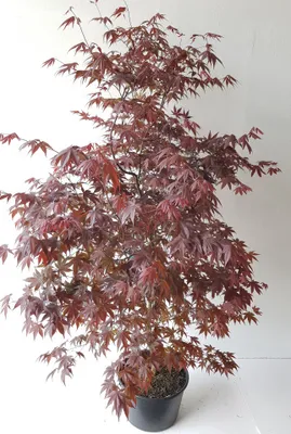 Produktbild von Roter Fächerahorn 170–180 cm | Acer palmatum Atropurpureum | Japanischer Ahorn | Winterhart