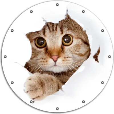 Produktbild von Wallario rundes Outdoor-Poster für Garten oder Balkon, Motiv Katze mit Blick nach vorn, 90 cm Durchmesser