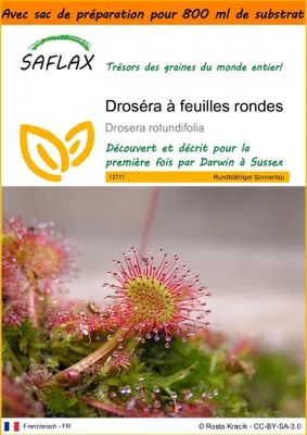 Image de SAFLAX Garden in the bag - Droséra à feuilles rondes - 50 graines - Drosera