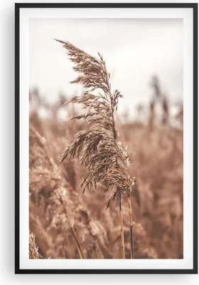 Produktbild von Gerahmtes Poster - Schwarzer Rahmen - Zuckerrohr Wiese Boho - 61x91,5 cm - Wand Bild - Wanddeko - Wandbilder - Kunstposter - Wandposter - Bilderrahmen - Bilder - Kunstdruck - P2BPA61x91-4709