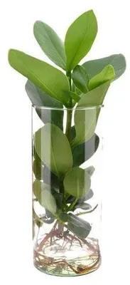 Productafbeelding van Hydrocultuur Plant in Cilinderglas
