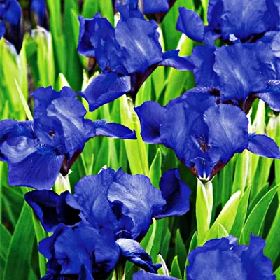 Produktbild von Iris Rhizom Staude Blüten Iris Zwerg-Schwertlilie Little Saphire 1 St.