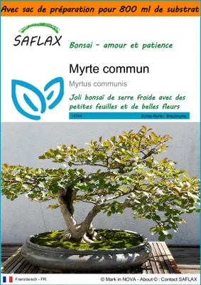 Image de SAFLAX Garden in the bag - Myrte commun - 30 graines - Myrtus