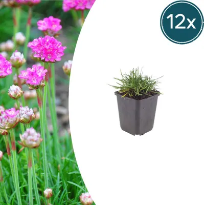Produktbild von Armeria m. 'Splendens' | 12 Stück - 10-25cm - Ø9cm - Gartenpflanze